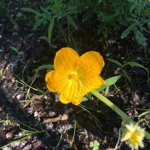 Meet your Posher, Julie